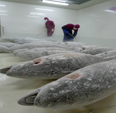 金槍魚超低溫冷庫存儲技術(shù)