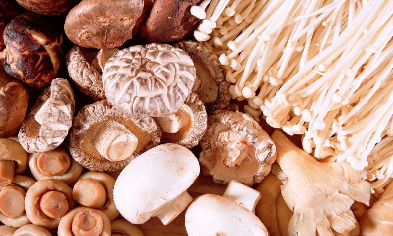 食用菌冷庫種植保鮮存儲